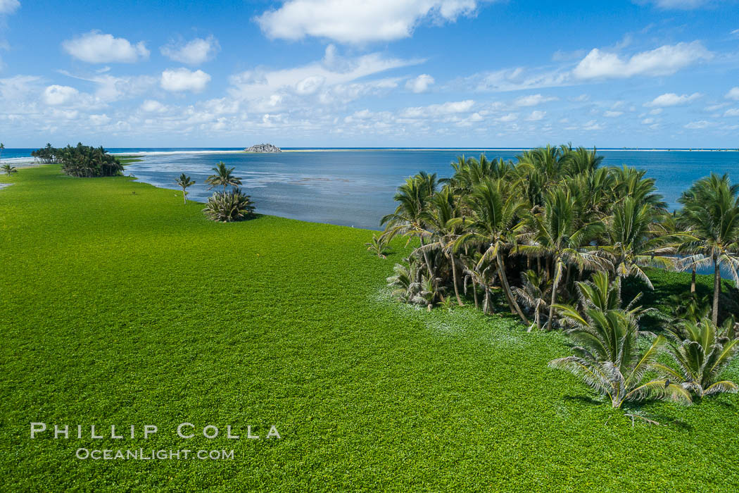 Vegetation and coconut palms at Clipperton Island, aerial photo. Clipperton Island is a spectacular coral atoll in the eastern Pacific. By permit HC / 1485 / CAB (France)., natural history stock photograph, photo id 32858