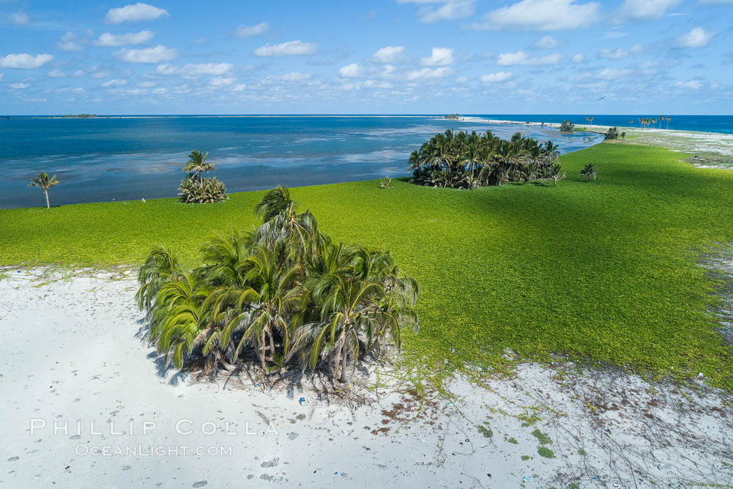 Vegetation and coconut palms at Clipperton Island, aerial photo. Clipperton Island is a spectacular coral atoll in the eastern Pacific. By permit HC / 1485 / CAB (France)., natural history stock photograph, photo id 32856