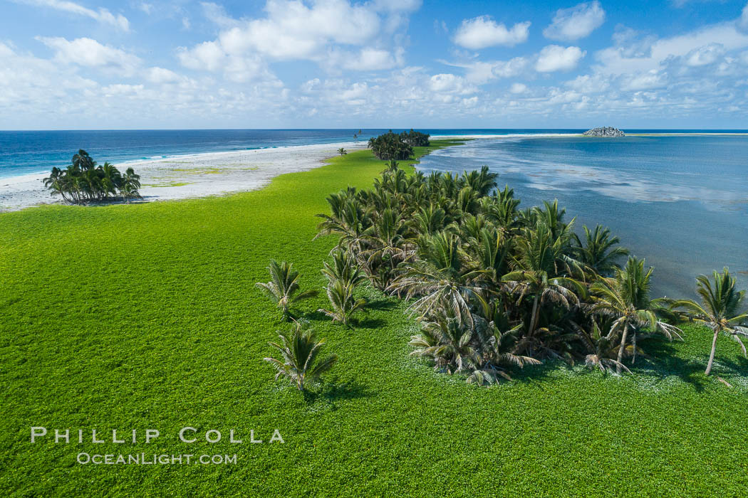Vegetation and coconut palms at Clipperton Island, aerial photo. Clipperton Island is a spectacular coral atoll in the eastern Pacific. By permit HC / 1485 / CAB (France)., natural history stock photograph, photo id 32927