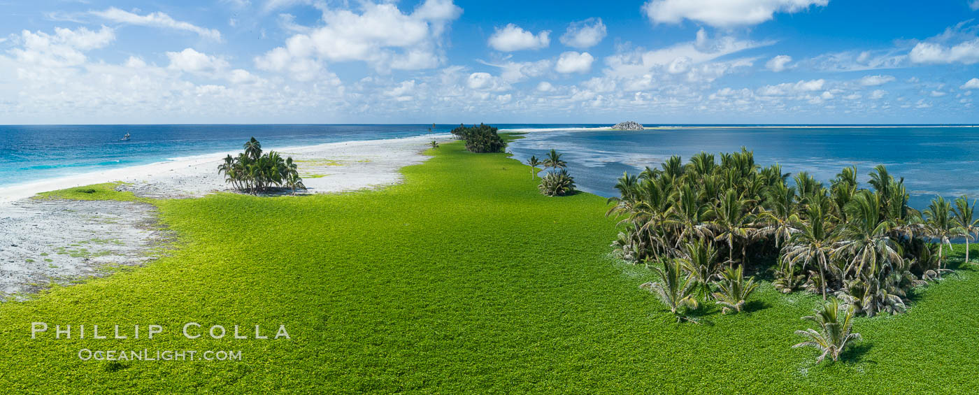 Vegetation and coconut palms at Clipperton Island, aerial photo. Clipperton Island is a spectacular coral atoll in the eastern Pacific. By permit HC / 1485 / CAB (France)., natural history stock photograph, photo id 32857