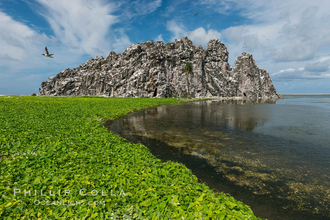 Vegetation on Clipperton Island. France, natural history stock photograph, photo id 33080