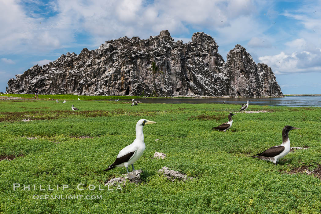 Vegetation, Boobies and Clipperton Rock on Clipperton Island. France, natural history stock photograph, photo id 33081