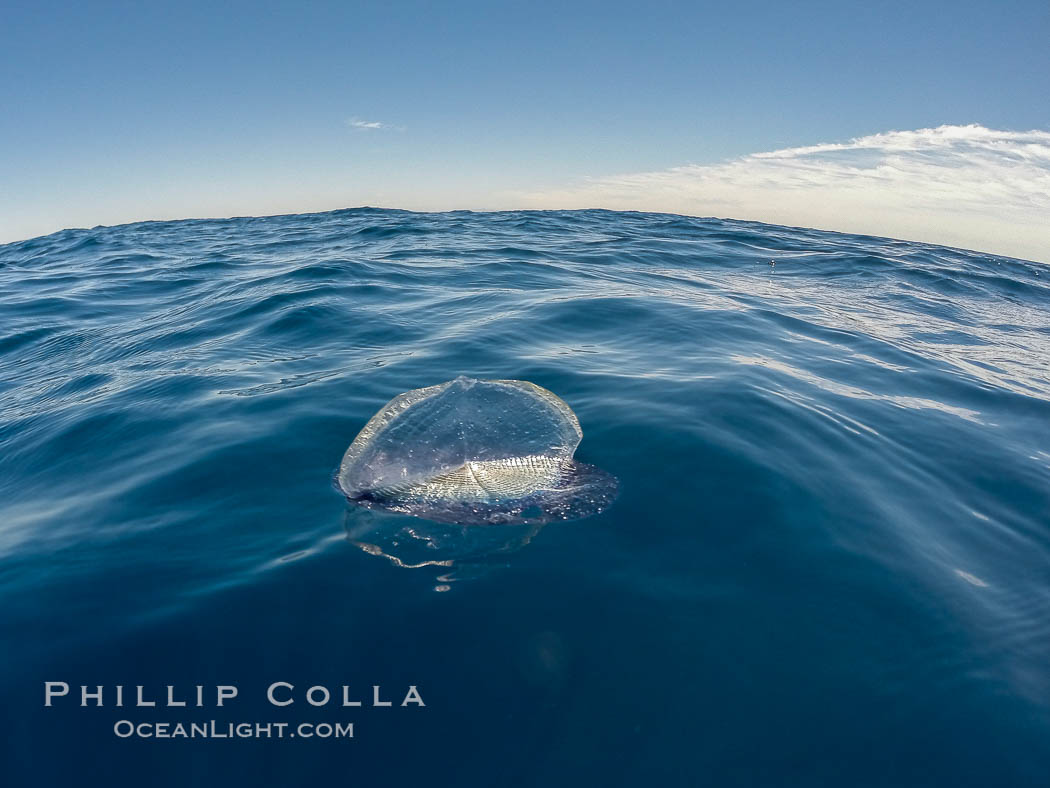 Velella, By The Wind Sailor, colonial hydroid, adrift on the ocean surface., Velella velella, natural history stock photograph, photo id 30162