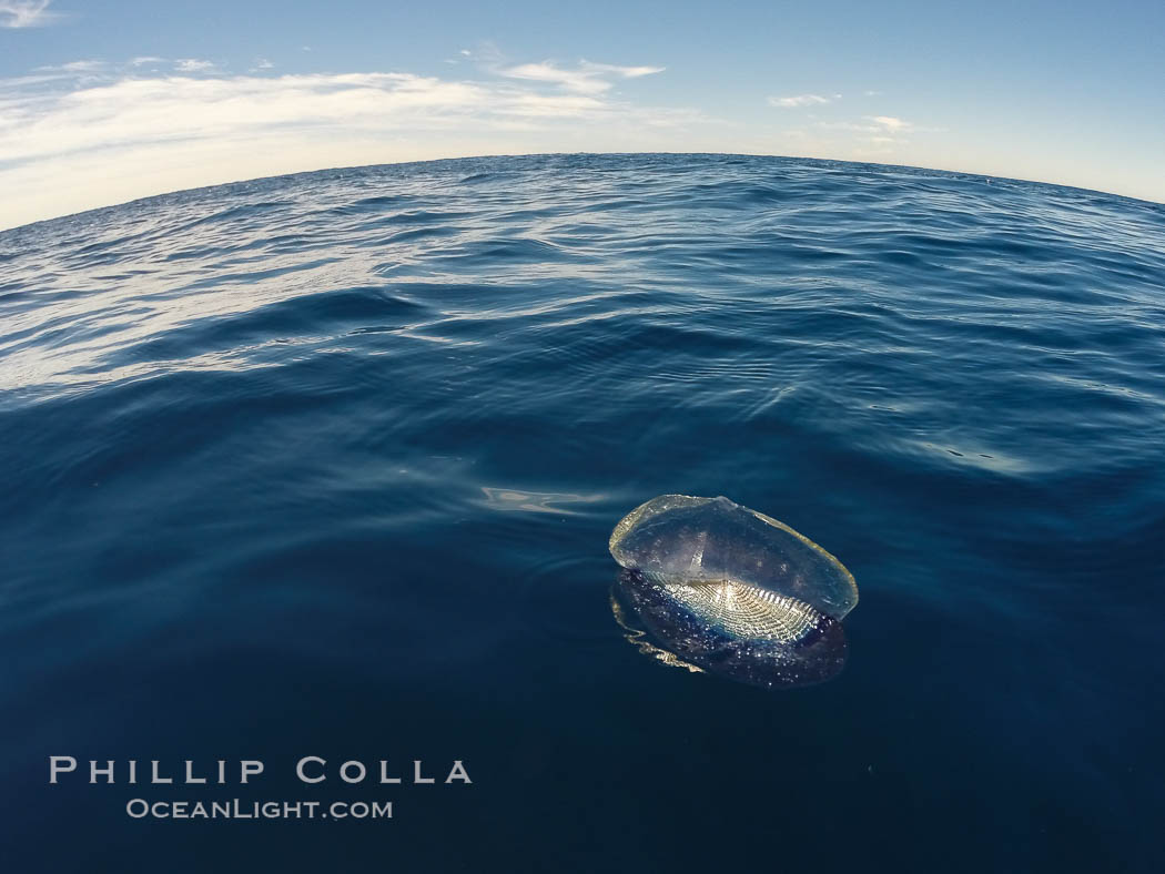 Velella, By The Wind Sailor, colonial hydroid, adrift on the ocean surface., Velella velella, natural history stock photograph, photo id 30161