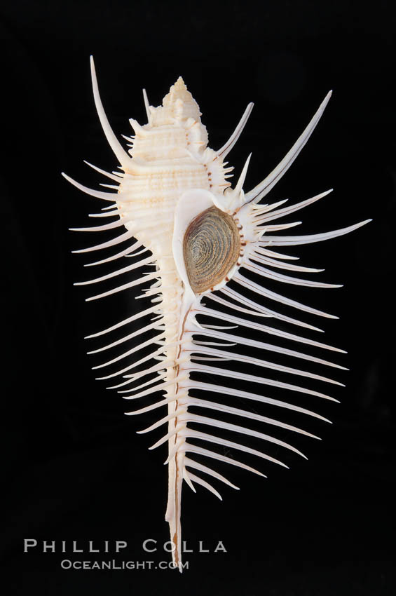 Venus comb murex.  Scientists speculate that the distinctively long and narrow spines are a protection against fish and other mollusks and prevent the mollusk from sinking into the soft, sandy mud where it is commonly found., Murex pecten, natural history stock photograph, photo id 12970