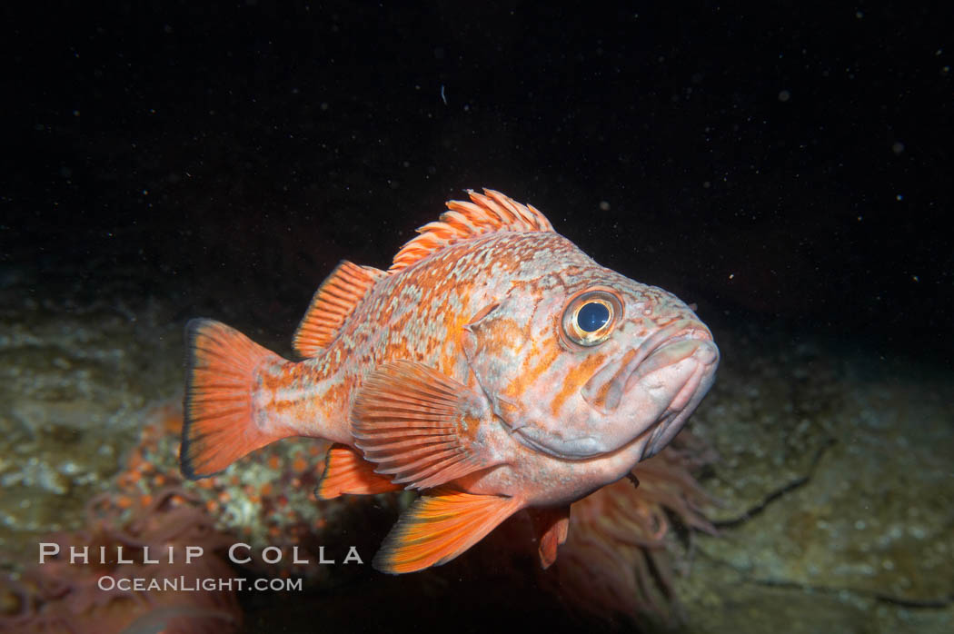 Vermillion rockfish., Sebastes miniatus, natural history stock photograph, photo id 11860