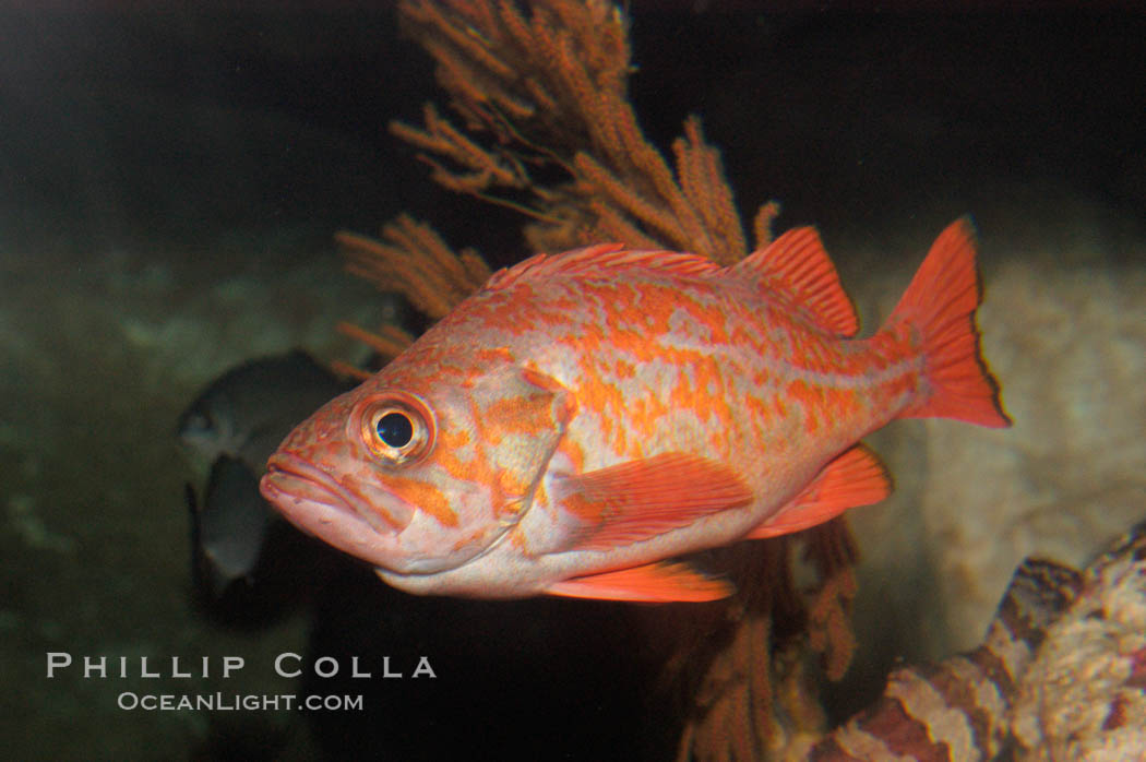 Vermillion rockfish., Sebastes miniatus, natural history stock photograph, photo id 07807