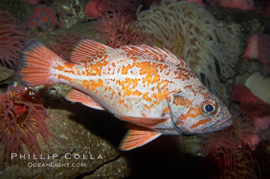 Vermillion rockfish., Sebastes miniatus, natural history stock photograph, photo id 11863