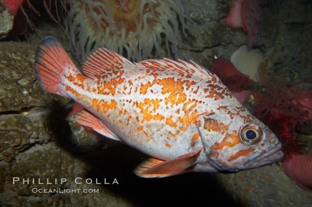 Vermillion rockfish., Sebastes miniatus, natural history stock photograph, photo id 11864