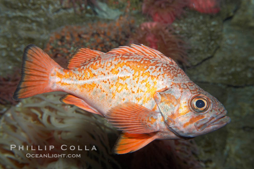 Vermillion rockfish., Sebastes miniatus, natural history stock photograph, photo id 11861