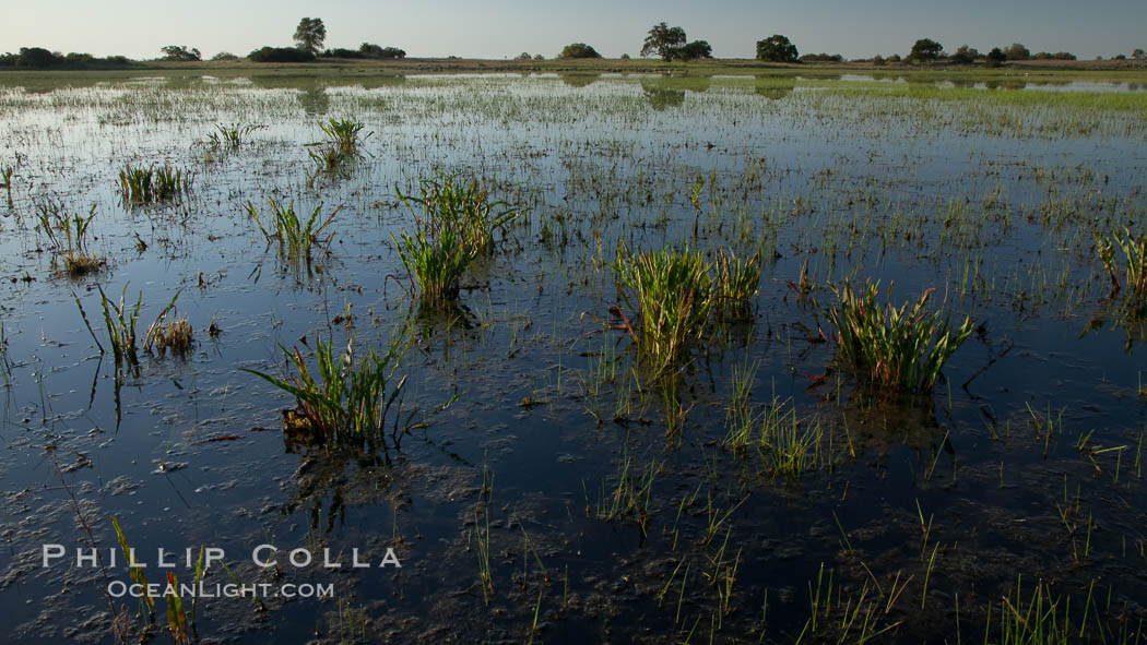 Vernal pool, full of water following spring rains, Santa Rosa Plateau. Santa Rosa Plateau Ecological Reserve, Murrieta, California, USA, natural history stock photograph, photo id 24374