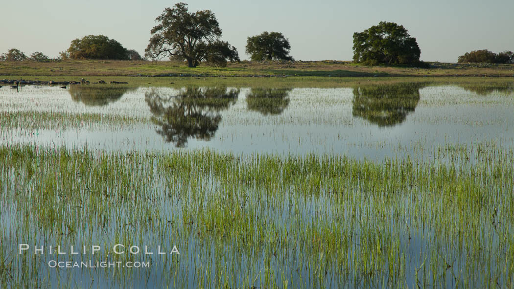 Vernal pool, full of water following spring rains, Santa Rosa Plateau. Santa Rosa Plateau Ecological Reserve, Murrieta, California, USA, natural history stock photograph, photo id 24375