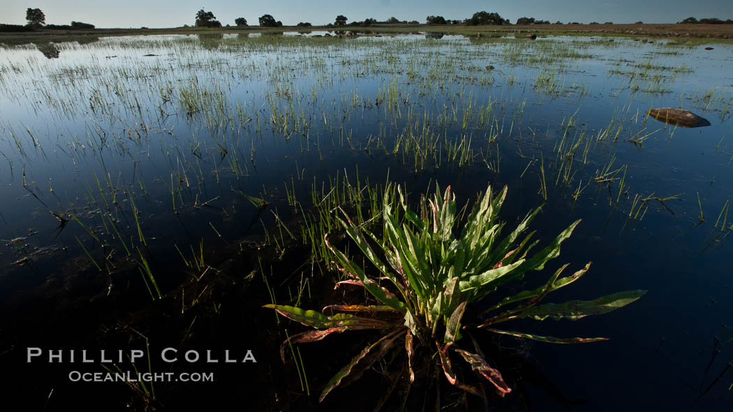 Vernal pool, full of water following spring rains, Santa Rosa Plateau. Santa Rosa Plateau Ecological Reserve, Murrieta, California, USA, natural history stock photograph, photo id 24379