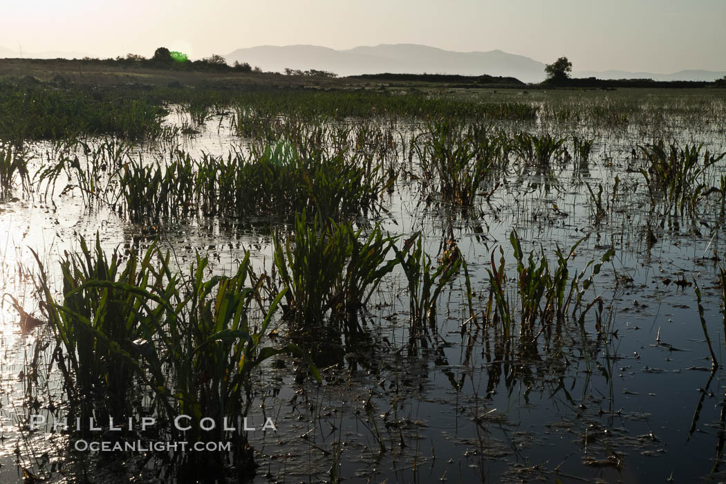 Vernal pool, full of water following spring rains, Santa Rosa Plateau. Santa Rosa Plateau Ecological Reserve, Murrieta, California, USA, natural history stock photograph, photo id 24373