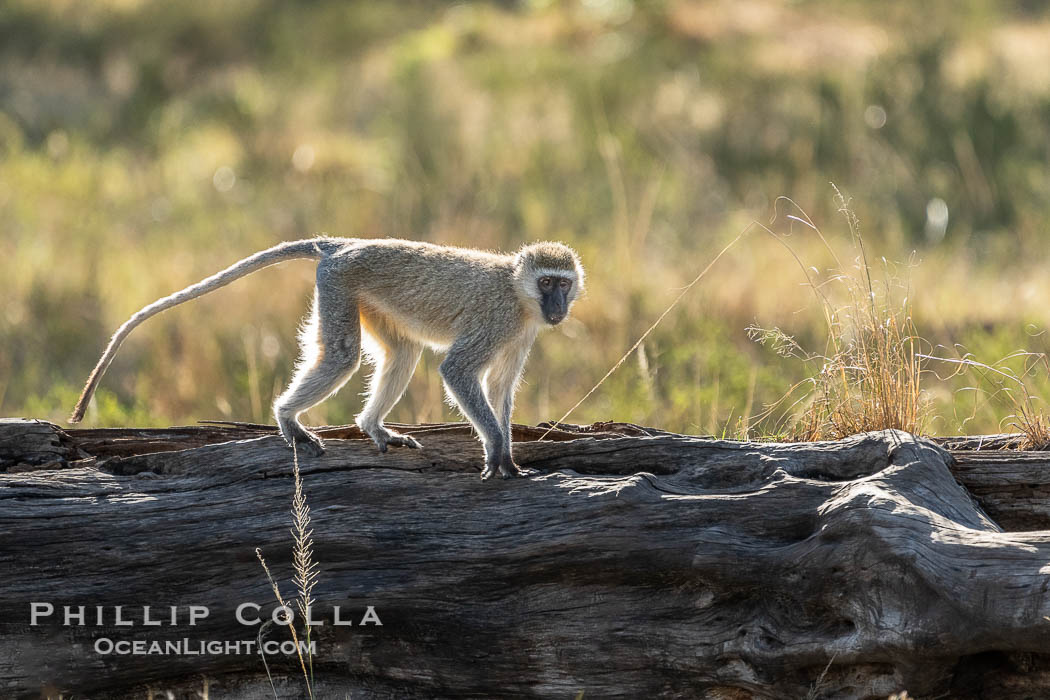 Vervet Monkey, Cercopithecus aethiops, Masai Mara, Kenya. Maasai Mara National Reserve, Cercopithecus aethiops, natural history stock photograph, photo id 39609