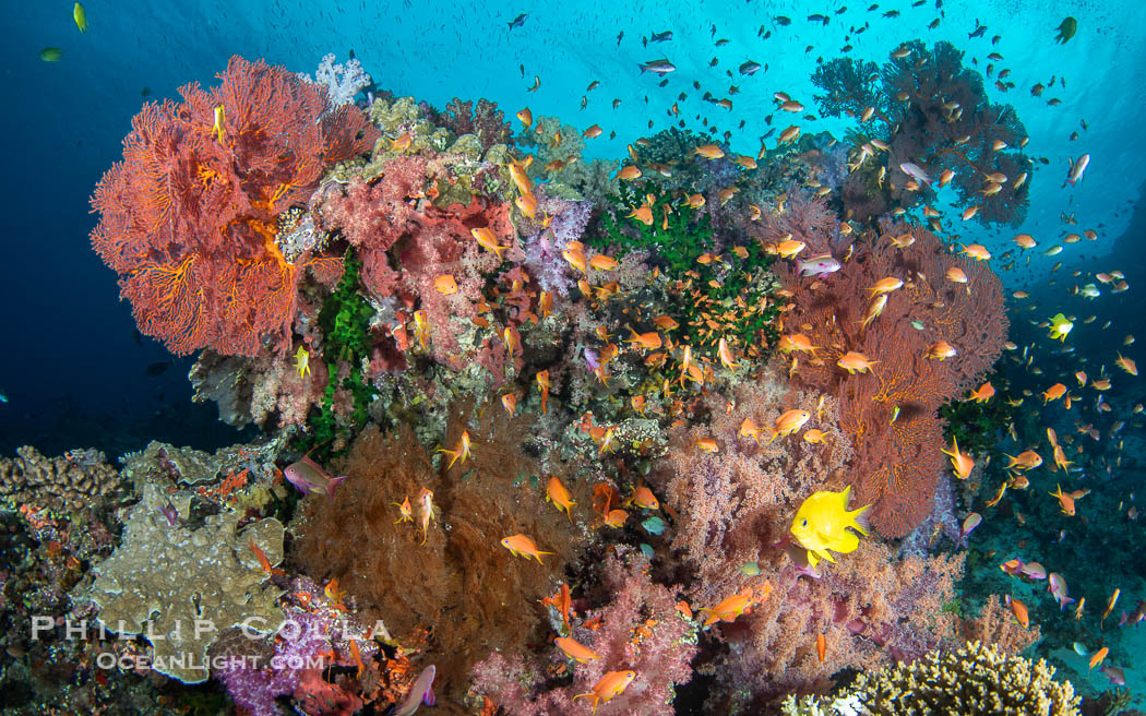 Vibrant and beautiful coral reef with soft corals and fishes, Fiji Islands., natural history stock photograph, photo id 41426