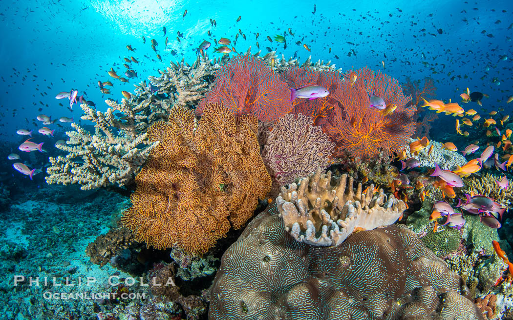 Vibrant and beautiful coral reef with soft corals and fishes, Fiji Islands., natural history stock photograph, photo id 41423