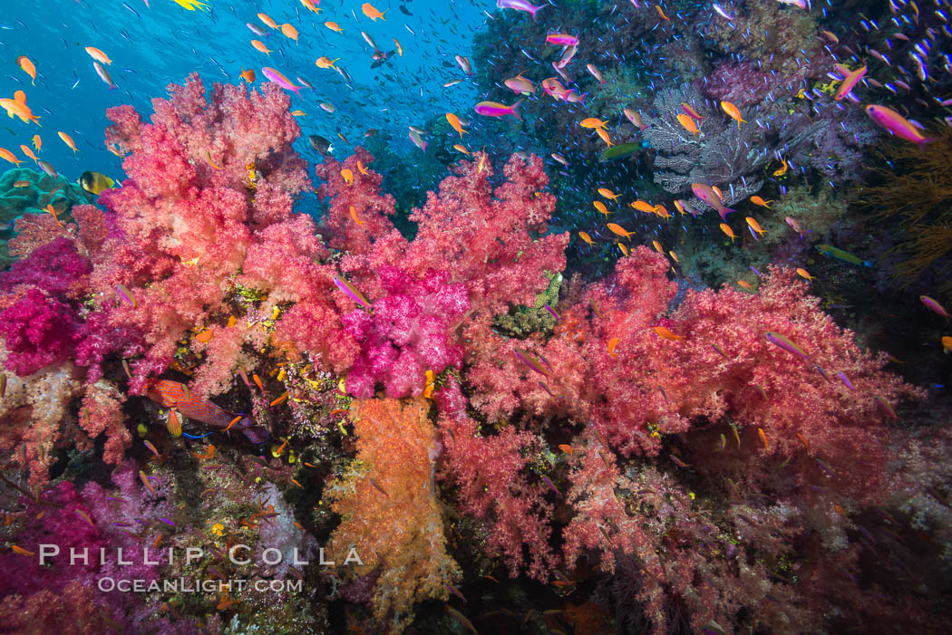 Dendronephthya soft corals and schooling Anthias fishes, feeding on plankton in strong ocean currents over a pristine coral reef. Fiji is known as the soft coral capitlal of the world. Namena Marine Reserve, Namena Island, Dendronephthya, Pseudanthias, natural history stock photograph, photo id 31338