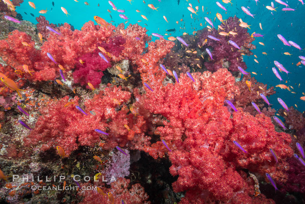 Dendronephthya soft corals and schooling Anthias fishes, feeding on plankton in strong ocean currents over a pristine coral reef. Fiji is known as the soft coral capitlal of the world. Gau Island, Lomaiviti Archipelago, Dendronephthya, Pseudanthias, natural history stock photograph, photo id 31526
