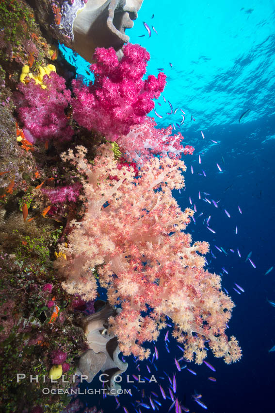 Dendronephthya soft corals and schooling Anthias fishes, feeding on plankton in strong ocean currents over a pristine coral reef. Fiji is known as the soft coral capitlal of the world. Namena Marine Reserve, Namena Island, Dendronephthya, Pseudanthias, natural history stock photograph, photo id 31590