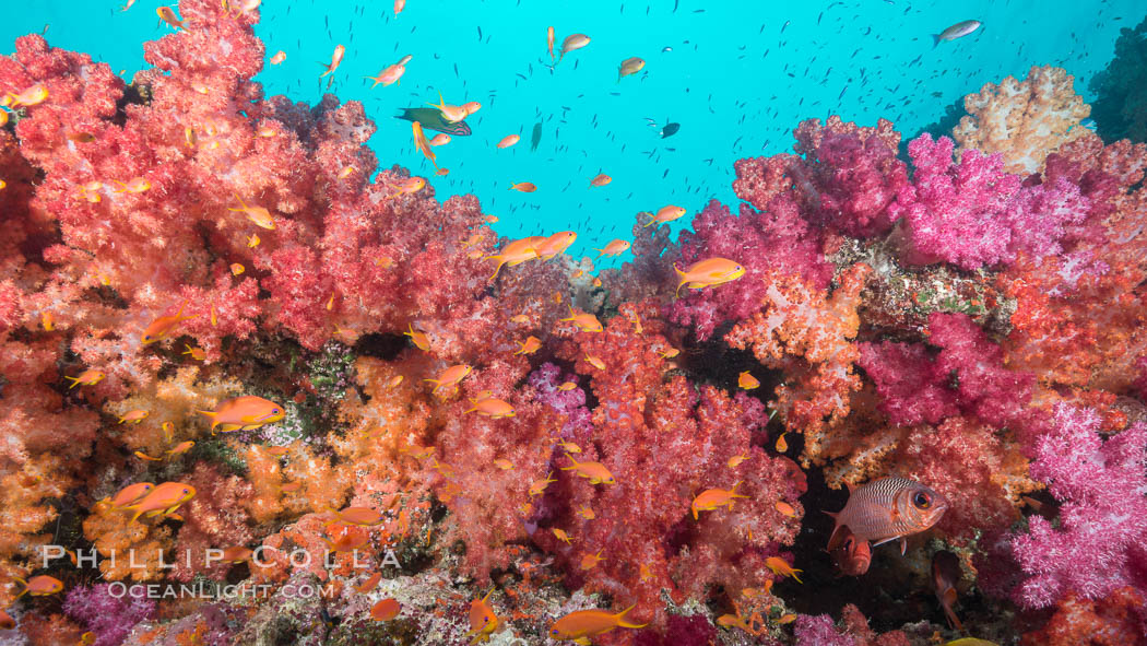 Dendronephthya soft corals and schooling Anthias fishes, feeding on plankton in strong ocean currents over a pristine coral reef. Fiji is known as the soft coral capitlal of the world. Gau Island, Lomaiviti Archipelago, Dendronephthya, Pseudanthias, natural history stock photograph, photo id 31718