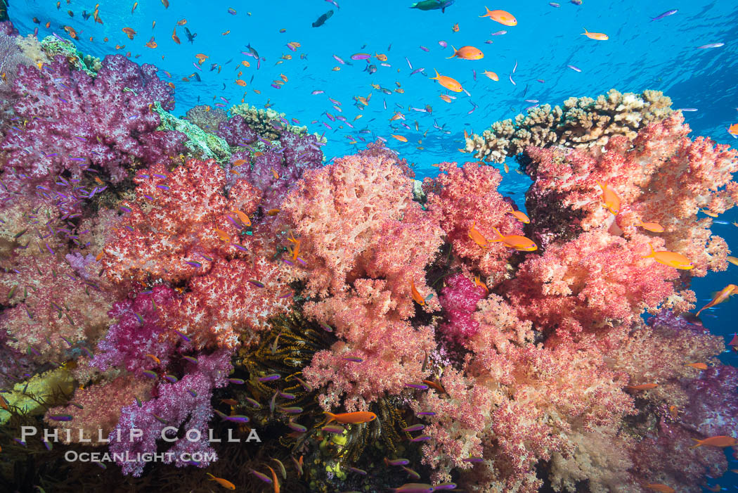 Dendronephthya soft corals and schooling Anthias fishes, feeding on plankton in strong ocean currents over a pristine coral reef. Fiji is known as the soft coral capitlal of the world., Dendronephthya, Pseudanthias, natural history stock photograph, photo id 31810
