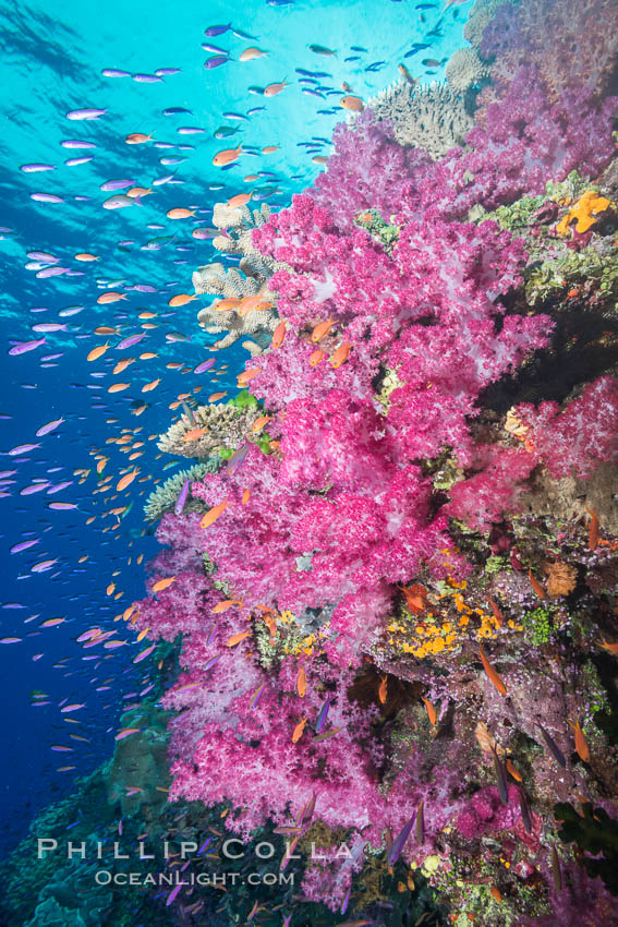 Dendronephthya soft corals and schooling Anthias fishes, feeding on plankton in strong ocean currents over a pristine coral reef. Fiji is known as the soft coral capitlal of the world. Namena Marine Reserve, Namena Island, Dendronephthya, Pseudanthias, natural history stock photograph, photo id 31826