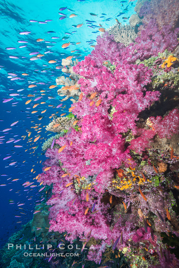 Dendronephthya soft corals and schooling Anthias fishes, feeding on plankton in strong ocean currents over a pristine coral reef. Fiji is known as the soft coral capitlal of the world., Dendronephthya, Pseudanthias, natural history stock photograph, photo id 31826