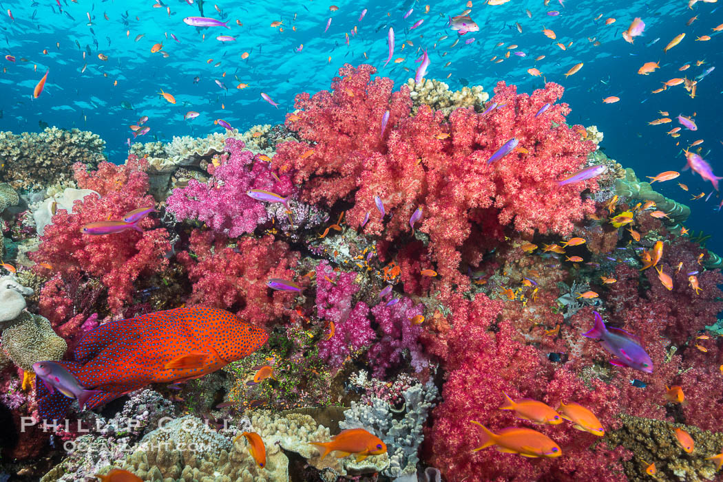 Dendronephthya soft corals and schooling Anthias fishes, feeding on plankton in strong ocean currents over a pristine coral reef. Fiji is known as the soft coral capitlal of the world., Dendronephthya, Pseudanthias, natural history stock photograph, photo id 31834