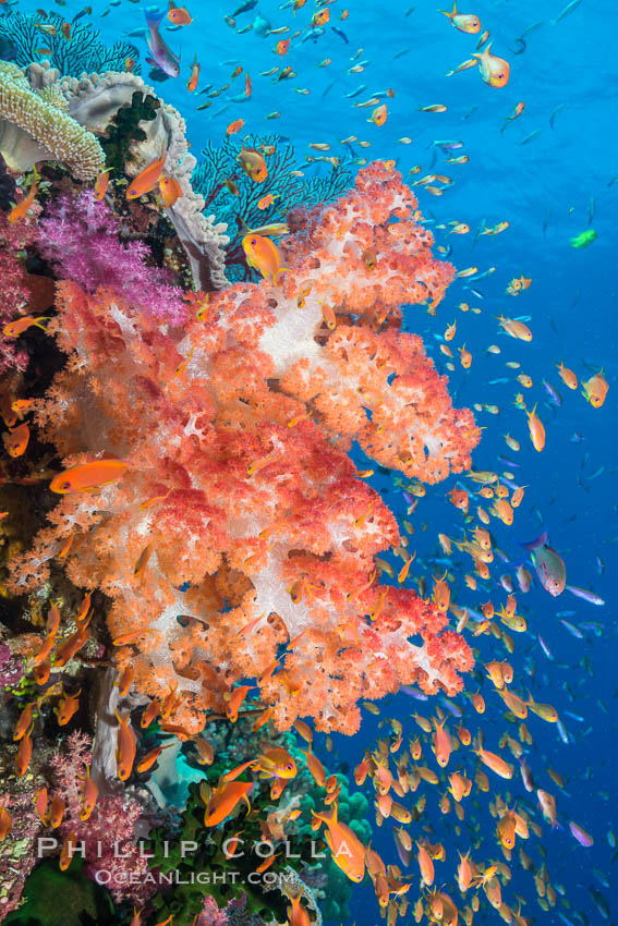 Dendronephthya soft corals and schooling Anthias fishes, feeding on plankton in strong ocean currents over a pristine coral reef. Fiji is known as the soft coral capitlal of the world., Dendronephthya, Pseudanthias, natural history stock photograph, photo id 31842