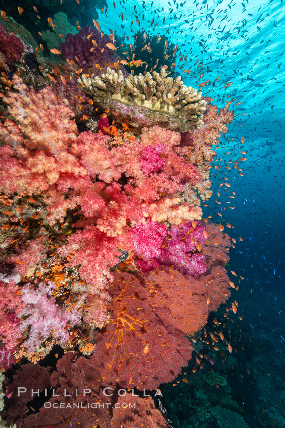 Dendronephthya soft corals and schooling Anthias fishes, feeding on plankton in strong ocean currents over a pristine coral reef. Fiji is known as the soft coral capitlal of the world., Dendronephthya, Pseudanthias, natural history stock photograph, photo id 34742