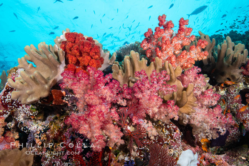 Dendronephthya soft corals and schooling Anthias fishes, feeding on plankton in strong ocean currents over a pristine coral reef. Fiji is known as the soft coral capitlal of the world., Dendronephthya, Pseudanthias, natural history stock photograph, photo id 34982