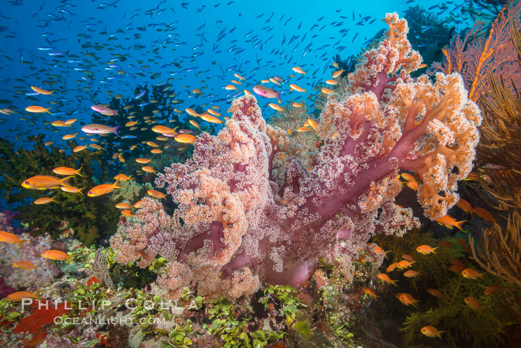 Dendronephthya soft corals and schooling Anthias fishes, feeding on plankton in strong ocean currents over a pristine coral reef. Fiji is known as the soft coral capitlal of the world., Dendronephthya, Pseudanthias, natural history stock photograph, photo id 31340