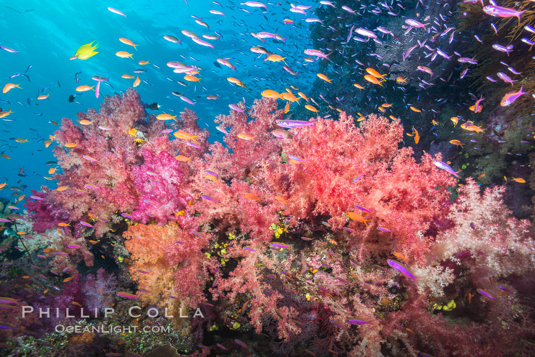 Dendronephthya soft corals and schooling Anthias fishes, feeding on plankton in strong ocean currents over a pristine coral reef. Fiji is known as the soft coral capitlal of the world. Namena Marine Reserve, Namena Island, Dendronephthya, Pseudanthias, natural history stock photograph, photo id 31400