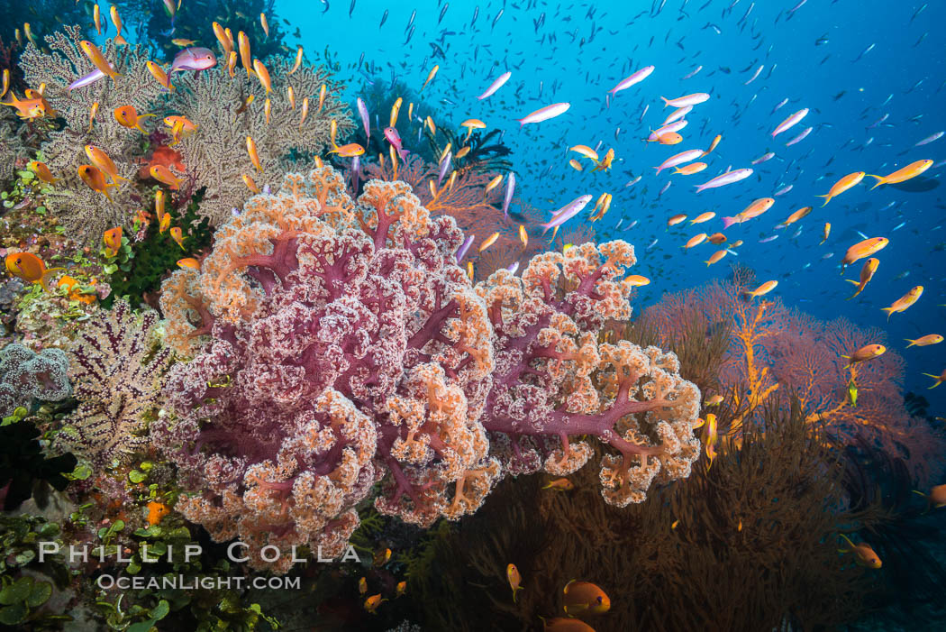 Dendronephthya soft corals and schooling Anthias fishes, feeding on plankton in strong ocean currents over a pristine coral reef. Fiji is known as the soft coral capitlal of the world., Dendronephthya, Pseudanthias, natural history stock photograph, photo id 31436