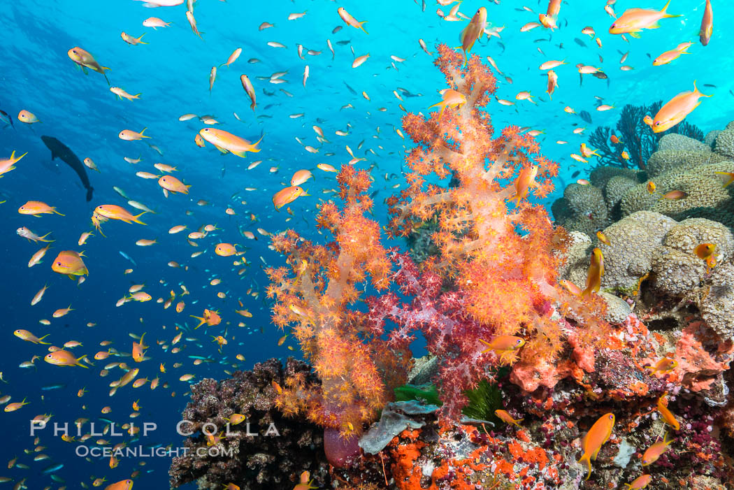 Dendronephthya soft corals and schooling Anthias fishes, feeding on plankton in strong ocean currents over a pristine coral reef. Fiji is known as the soft coral capitlal of the world. Gau Island, Lomaiviti Archipelago, Dendronephthya, Pseudanthias, natural history stock photograph, photo id 31516