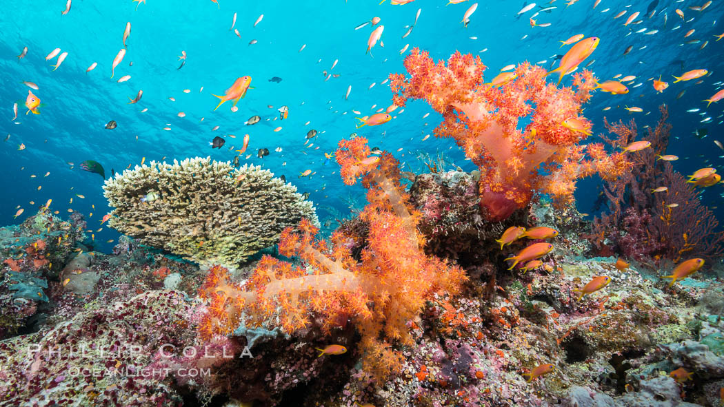 Dendronephthya soft corals and schooling Anthias fishes, feeding on plankton in strong ocean currents over a pristine coral reef. Fiji is known as the soft coral capitlal of the world. Gau Island, Lomaiviti Archipelago, Dendronephthya, Pseudanthias, natural history stock photograph, photo id 31520