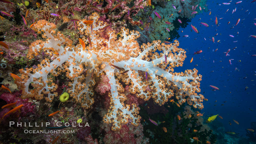 Dendronephthya soft corals and schooling Anthias fishes, feeding on plankton in strong ocean currents over a pristine coral reef. Fiji is known as the soft coral capitlal of the world. Namena Marine Reserve, Namena Island, Dendronephthya, Pseudanthias, natural history stock photograph, photo id 31804