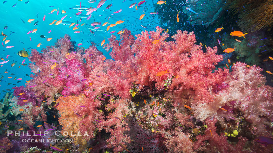 Dendronephthya soft corals and schooling Anthias fishes, feeding on plankton in strong ocean currents over a pristine coral reef. Fiji is known as the soft coral capitlal of the world., Dendronephthya, Pseudanthias, natural history stock photograph, photo id 31808
