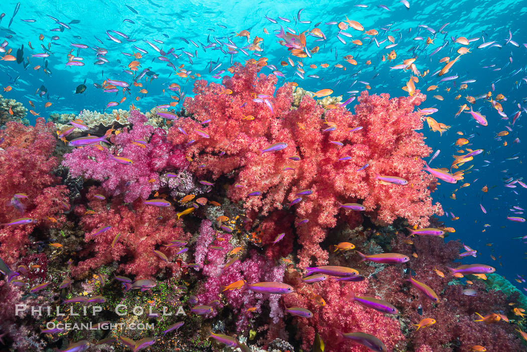 Dendronephthya soft corals and schooling Anthias fishes, feeding on plankton in strong ocean currents over a pristine coral reef. Fiji is known as the soft coral capitlal of the world., Dendronephthya, Pseudanthias, natural history stock photograph, photo id 31836