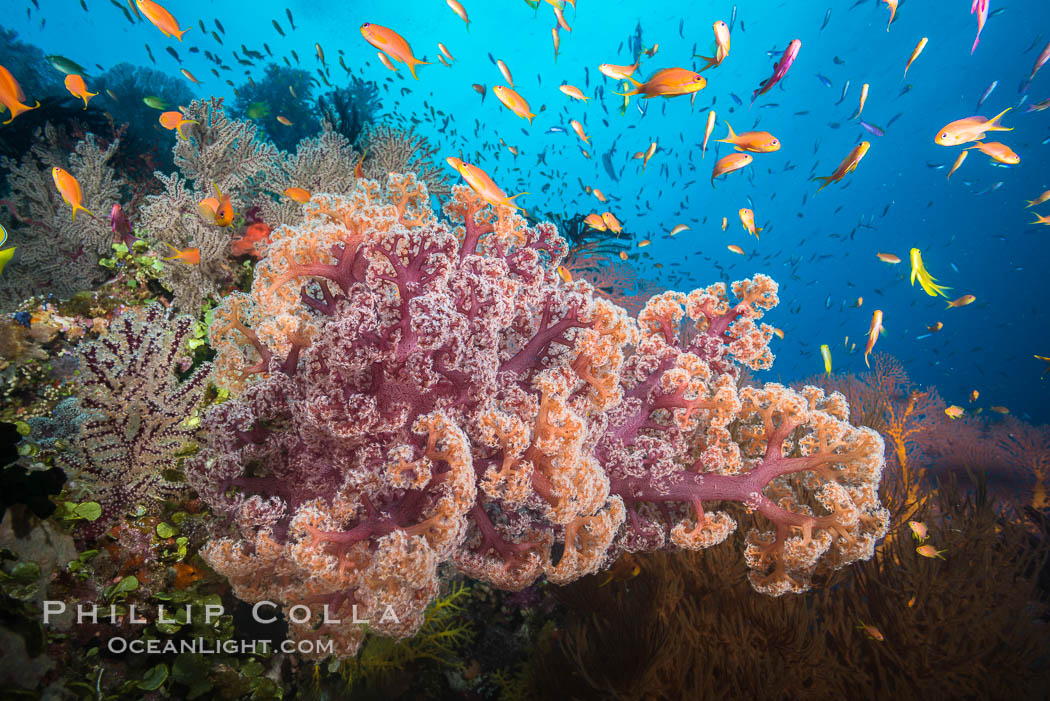 Dendronephthya soft corals and schooling Anthias fishes, feeding on plankton in strong ocean currents over a pristine coral reef. Fiji is known as the soft coral capitlal of the world., Dendronephthya, Pseudanthias, natural history stock photograph, photo id 31852