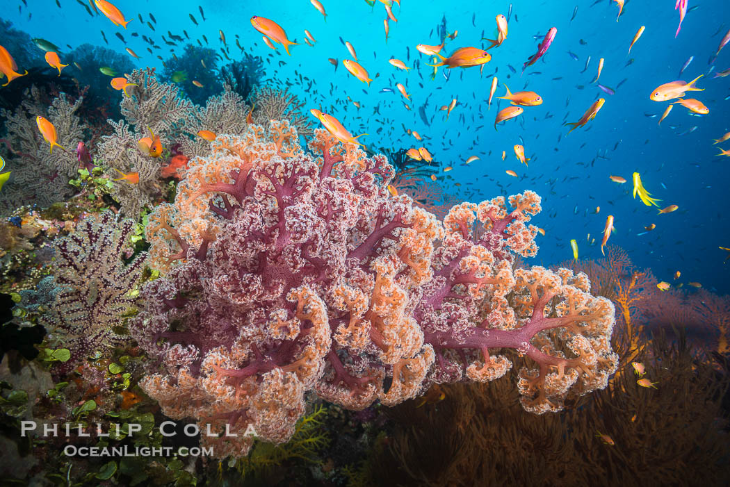 Dendronephthya soft corals and schooling Anthias fishes, feeding on plankton in strong ocean currents over a pristine coral reef. Fiji is known as the soft coral capitlal of the world., Dendronephthya, Pseudanthias, natural history stock photograph, photo id 31852