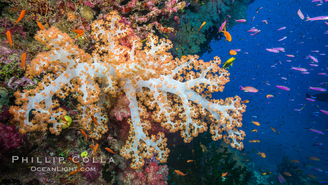 Dendronephthya soft corals and schooling Anthias fishes, feeding on plankton in strong ocean currents over a pristine coral reef. Fiji is known as the soft coral capitlal of the world. Namena Marine Reserve, Namena Island, Dendronephthya, Pseudanthias, natural history stock photograph, photo id 31399