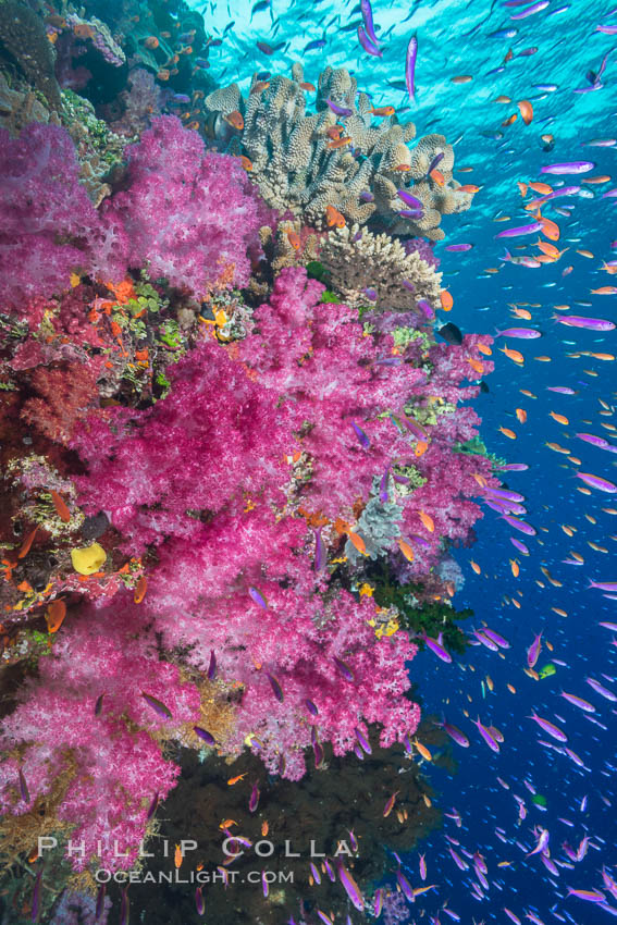 Dendronephthya soft corals and schooling Anthias fishes, feeding on plankton in strong ocean currents over a pristine coral reef. Fiji is known as the soft coral capitlal of the world. Namena Marine Reserve, Namena Island, Dendronephthya, Pseudanthias, natural history stock photograph, photo id 31415