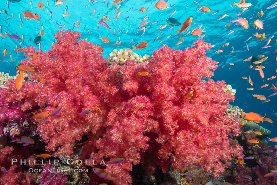 Dendronephthya soft corals and schooling Anthias fishes, feeding on plankton in strong ocean currents over a pristine coral reef. Fiji is known as the soft coral capitlal of the world. Namena Marine Reserve, Namena Island, Dendronephthya, Pseudanthias, natural history stock photograph, photo id 31423