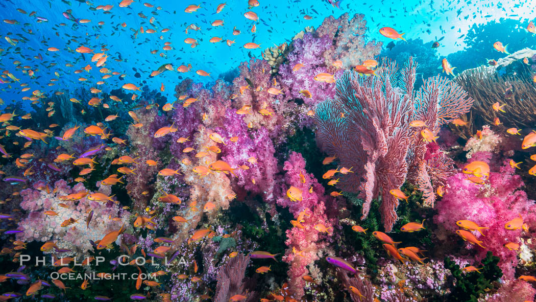 Dendronephthya soft corals and schooling Anthias fishes, feeding on plankton in strong ocean currents over a pristine coral reef. Fiji is known as the soft coral capitlal of the world. Vatu I Ra Passage, Bligh Waters, Viti Levu  Island, Dendronephthya, Pseudanthias, natural history stock photograph, photo id 31467