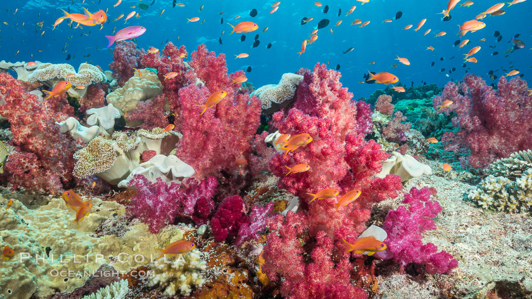 Dendronephthya soft corals and schooling Anthias fishes, feeding on plankton in strong ocean currents over a pristine coral reef. Fiji is known as the soft coral capitlal of the world. Vatu I Ra Passage, Bligh Waters, Viti Levu  Island, Dendronephthya, Pseudanthias, natural history stock photograph, photo id 31651