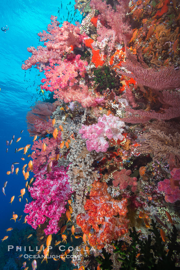 Dendronephthya soft corals and schooling Anthias fishes, feeding on plankton in strong ocean currents over a pristine coral reef. Fiji is known as the soft coral capitlal of the world., Dendronephthya, Pseudanthias, natural history stock photograph, photo id 31667
