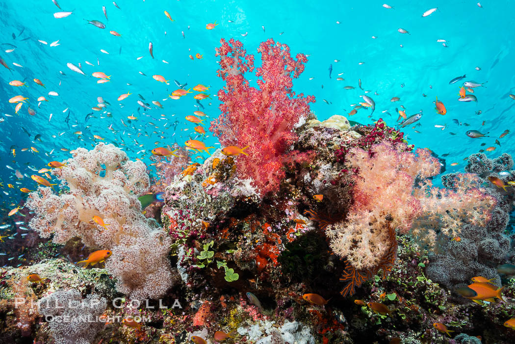 Dendronephthya soft corals and schooling Anthias fishes, feeding on plankton in strong ocean currents over a pristine coral reef. Fiji is known as the soft coral capitlal of the world., Dendronephthya, Pseudanthias, natural history stock photograph, photo id 31715