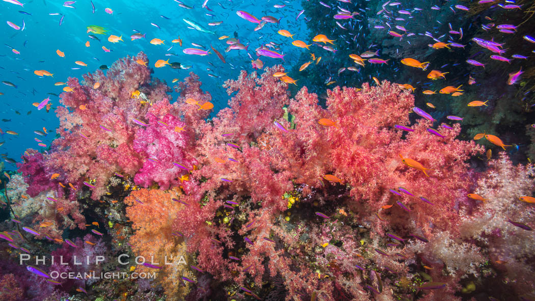 Dendronephthya soft corals and schooling Anthias fishes, feeding on plankton in strong ocean currents over a pristine coral reef. Fiji is known as the soft coral capitlal of the world. Namena Marine Reserve, Namena Island, Dendronephthya, Pseudanthias, natural history stock photograph, photo id 31807